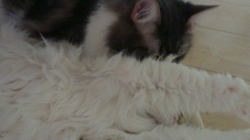 加藤あけみブリーダーからお迎えしたメインクーン：にゃん太くん