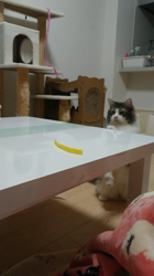 加藤あけみブリーダーからお迎えしたメインクーン：にゃん太くん