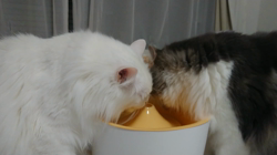 加藤あけみブリーダーからお迎えしたメインクーン：にゃん太くん