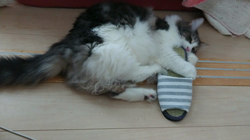 加藤あけみブリーダーからお迎えしたメインクーン：にゃん太くん