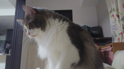 加藤あけみブリーダーからお迎えしたメインクーン：にゃん太くん