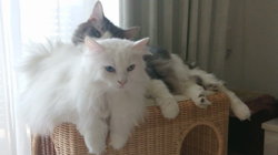 加藤あけみブリーダーからお迎えしたメインクーン：にゃん太くん