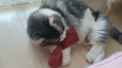 加藤あけみブリーダーからお迎えしたメインクーン：にゃん太くん