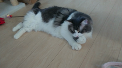 加藤あけみブリーダーからお迎えしたメインクーン：にゃん太くん