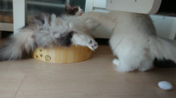 加藤あけみブリーダーからお迎えしたメインクーン：にゃん太くん