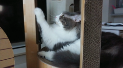 加藤あけみブリーダーからお迎えしたメインクーン：にゃん太くん