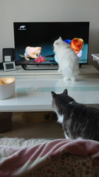 加藤あけみブリーダーからお迎えしたメインクーン：にゃん太くん