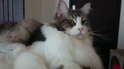 加藤あけみブリーダーからお迎えしたメインクーン：にゃん太くん