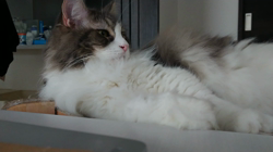 加藤あけみブリーダーからお迎えしたメインクーン：にゃん太くん