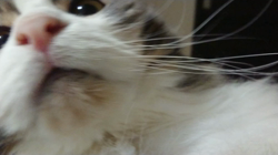 加藤あけみブリーダーからお迎えしたメインクーン：にゃん太くん