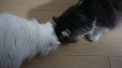 加藤あけみブリーダーからお迎えしたメインクーン：にゃん太くん