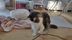 加藤あけみブリーダーからお迎えしたメインクーン：にゃん太くん