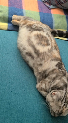 黒田清美ブリーダーからお迎えしたアメリカンショートヘア：モカちゃん