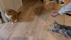 黒田清美ブリーダーからお迎えしたアメリカンショートヘア：モカちゃん