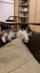 堂脇智美ブリーダーからお迎えしたブリティッシュショートヘア：まろくん