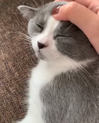 堂脇智美ブリーダーからお迎えしたブリティッシュショートヘア：まろくん