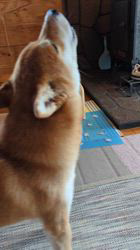 長濱恵志ブリーダーからお迎えした柴犬：鉄兵くん