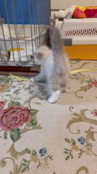 鈴木走ブリーダーからお迎えしたサイベリアン：Belleちゃん