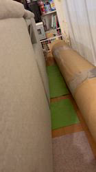 鈴木走ブリーダーからお迎えしたサイベリアン：Belleちゃん