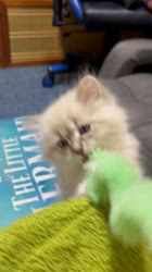 鈴木走ブリーダーからお迎えしたサイベリアン：Belleちゃん