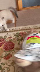 鈴木走ブリーダーからお迎えしたサイベリアン：Belleちゃん