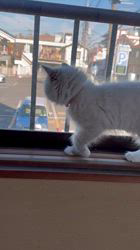 鈴木走ブリーダーからお迎えしたサイベリアン：Belleちゃん