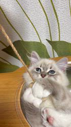 鈴木走ブリーダーからお迎えしたサイベリアン：Belleちゃん