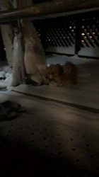 永田佳美ブリーダーからお迎えしたトイプードル：れおくん