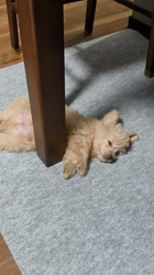 高口昌史ブリーダーからお迎えしたマルプー(トイプードル×マルチーズ)：ソラくん