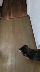 富田幸子ブリーダーからお迎えしたポメ柴(ポメラニアン×豆柴)：マルくん