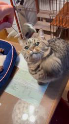 朝比奈杏奈ブリーダーからお迎えしたマンチカン：茶まめくん