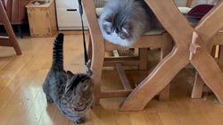 朝比奈杏奈ブリーダーからお迎えしたマンチカン：茶まめくん