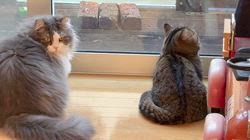 朝比奈杏奈ブリーダーからお迎えしたマンチカン：茶まめくん