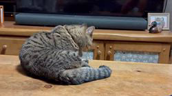 朝比奈杏奈ブリーダーからお迎えしたマンチカン：茶まめくん