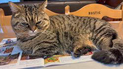 朝比奈杏奈ブリーダーからお迎えしたマンチカン：茶まめくん