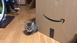 朝比奈杏奈ブリーダーからお迎えしたマンチカン：茶まめくん