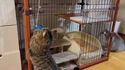 朝比奈杏奈ブリーダーからお迎えしたマンチカン：茶まめくん