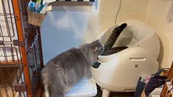 朝比奈杏奈ブリーダーからお迎えしたマンチカン：茶まめくん