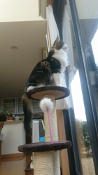 河野愛ブリーダーからお迎えしたノルウェージャンフォレストキャット：Jillくん