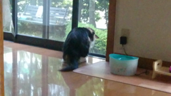 河野愛ブリーダーからお迎えしたノルウェージャンフォレストキャット：Jillくん