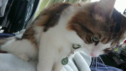 平櫻いづみブリーダーからお迎えしたノルウェージャンフォレストキャット：HALくん