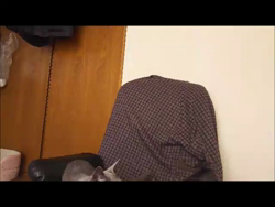 藤橋有香ブリーダーからお迎えしたロシアンブルー：季（すえ）ちゃん