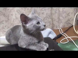 藤橋有香ブリーダーからお迎えしたロシアンブルー：季（すえ）ちゃん