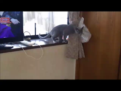 藤橋有香ブリーダーからお迎えしたロシアンブルー：季（すえ）ちゃん