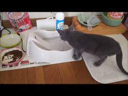 藤橋有香ブリーダーからお迎えしたロシアンブルー：季（すえ）ちゃん