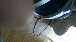 藤橋有香ブリーダーからお迎えしたロシアンブルー：季（すえ）ちゃん