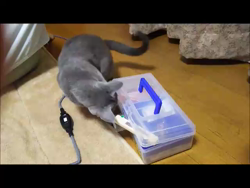 藤橋有香ブリーダーからお迎えしたロシアンブルー：季（すえ）ちゃん