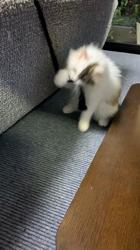 國分弘美ブリーダーからお迎えしたスコティッシュフォールド：リンちゃん