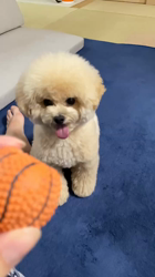 菊地純一ブリーダーからお迎えしたトイプードル：小次郎くん