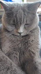 松原弘美ブリーダーからお迎えしたマンチカン:リタちゃん